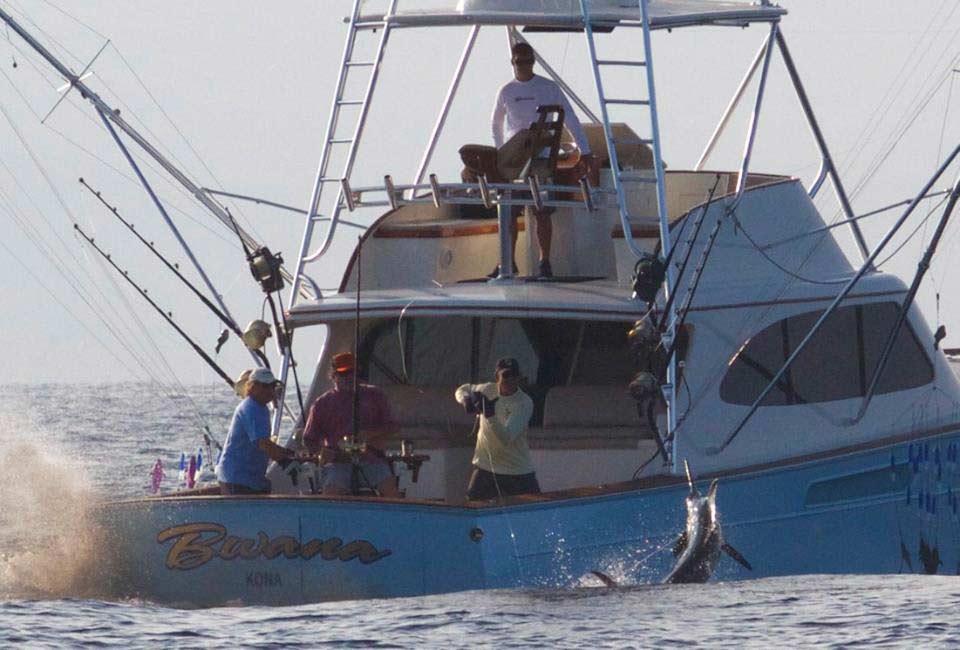 bwana wrap tag hawaii billfish tournament series