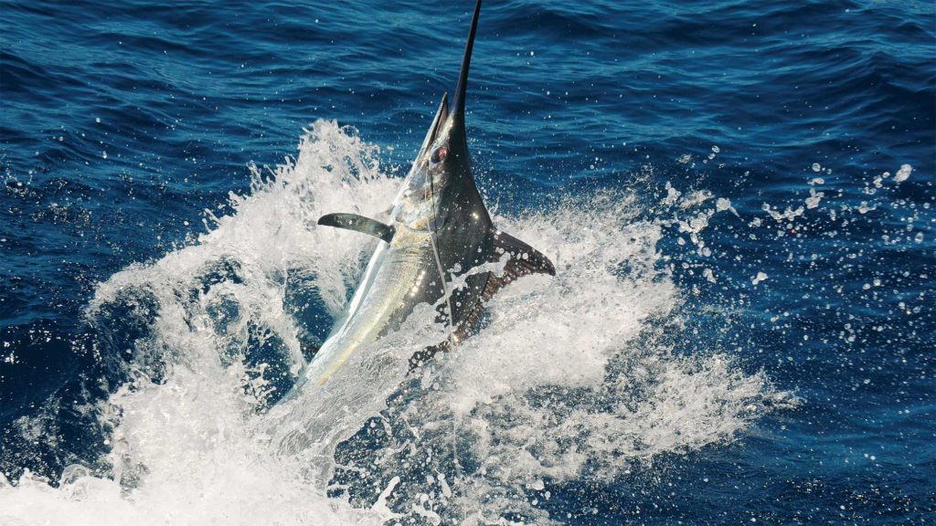 blue marlin in cape verde splashing