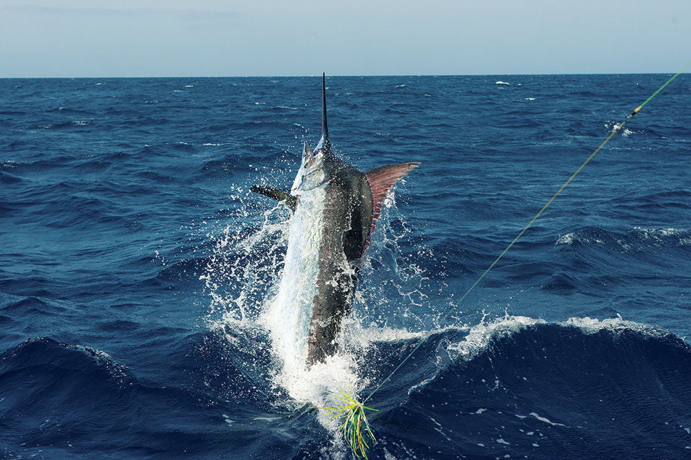 Cape Verde offshore fishing for marlin