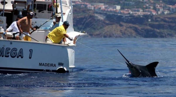 marlin fishing photo