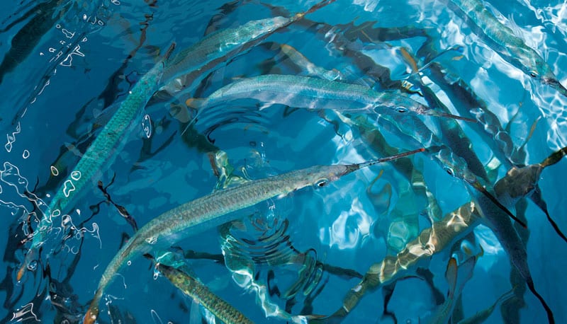 Ballyhoo caught with a cast net.