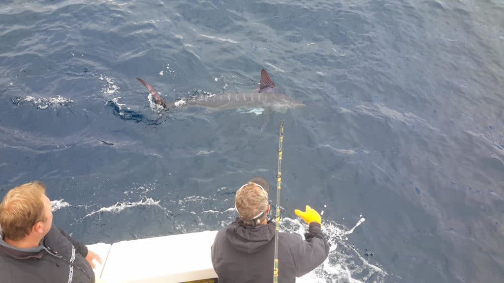 2016 Channel Islands Billfish Tournament ruckus striped marlin