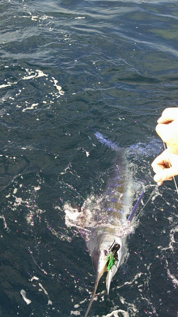 2016 Channel Islands Billfish Tournament seaway striped marlin