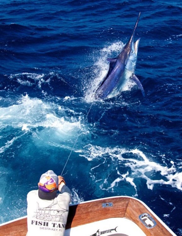 blue marlin jumping out water
