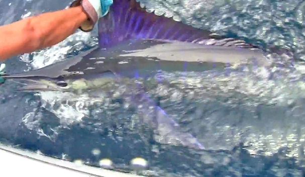 striped marlin - hampl