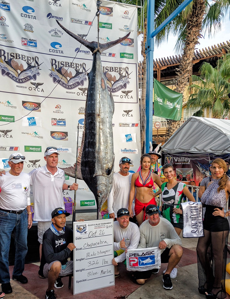 black marlin weighed at the scales