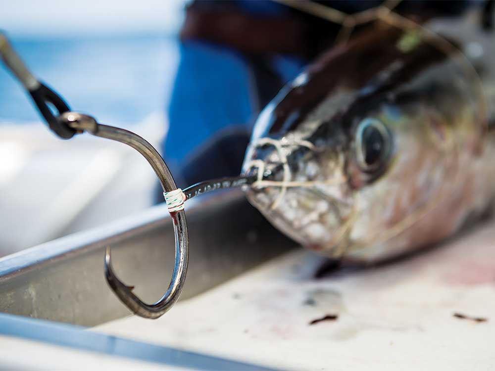 circle hook in fish jaw