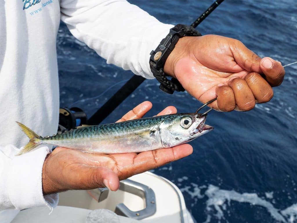 a tinker mackerel bait rigged with circle hook rig