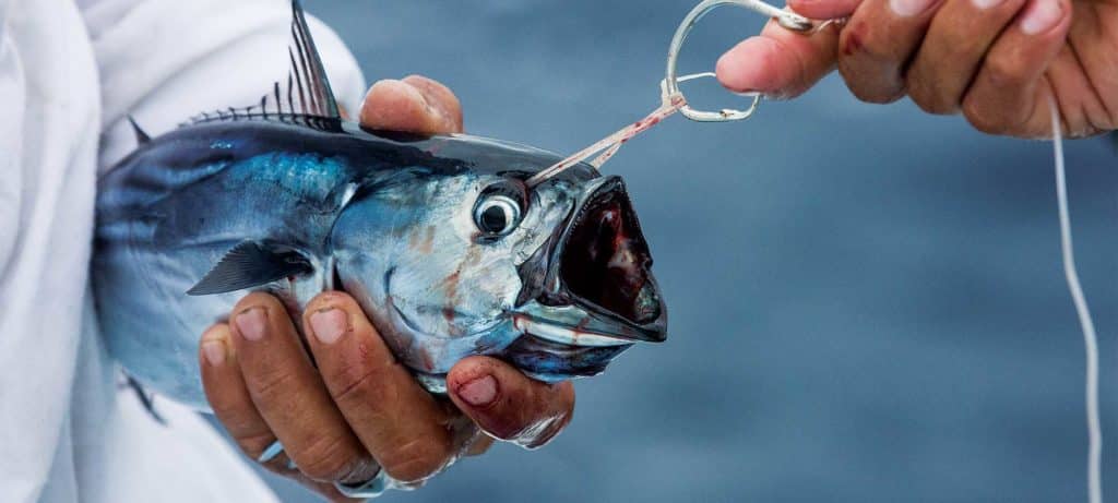 circle hoo rigging live bait