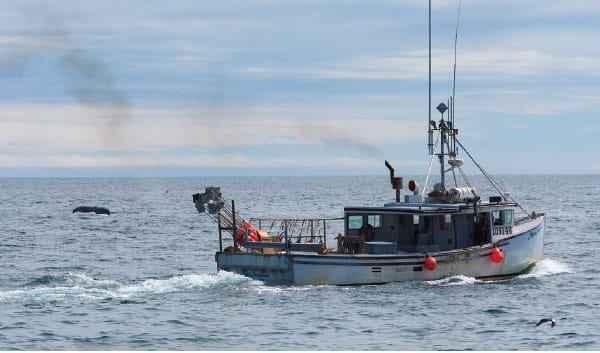 Commercial fisheries