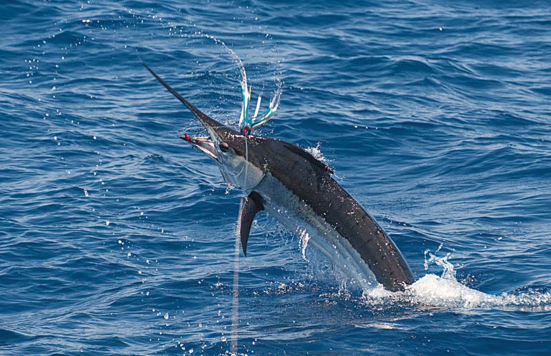 marlin fishery management