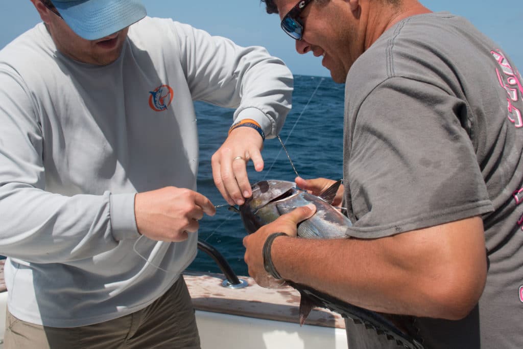 Rigging live bait for blue and black marlin