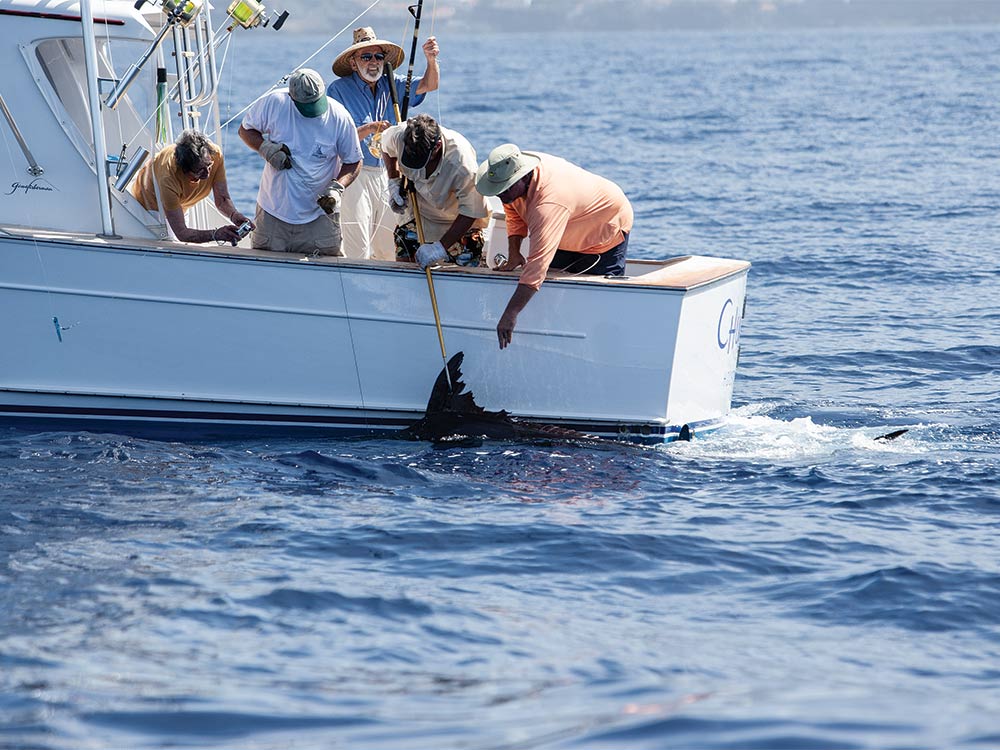 team working to pull in a marlin