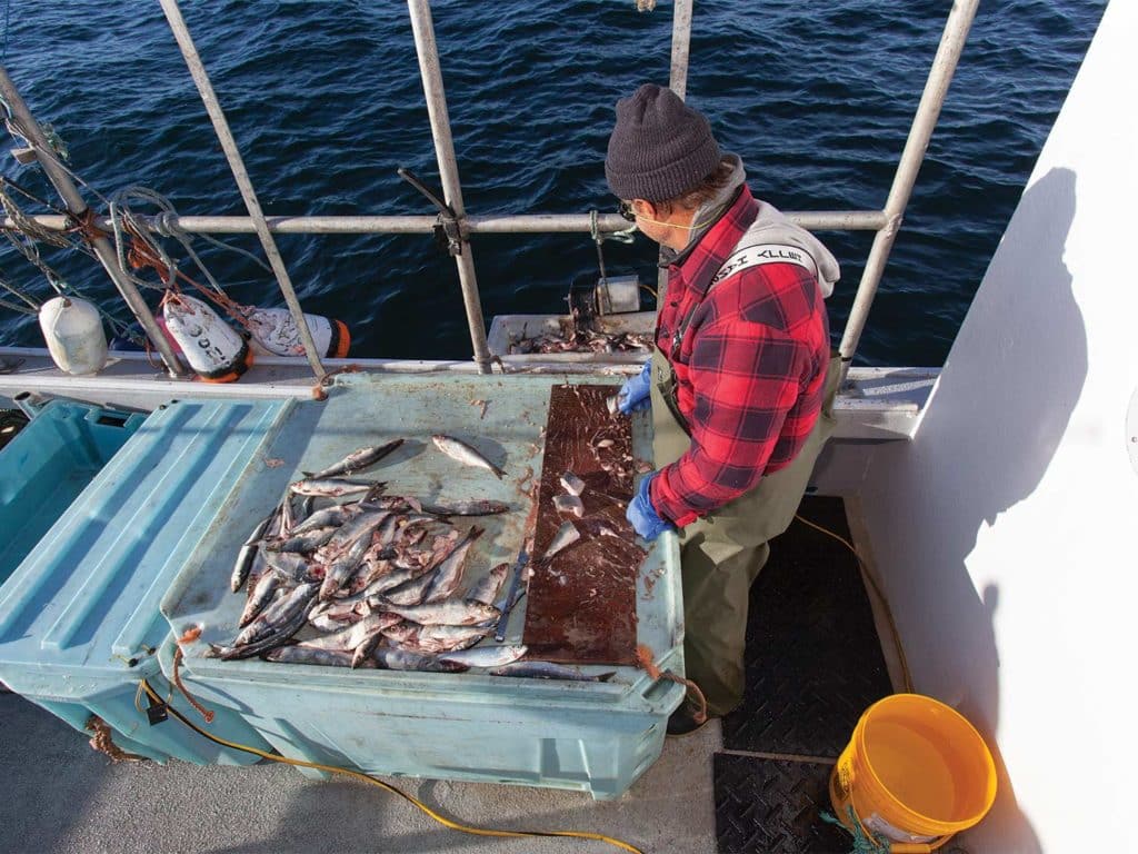A crewmate prepares bait fishing rigs.