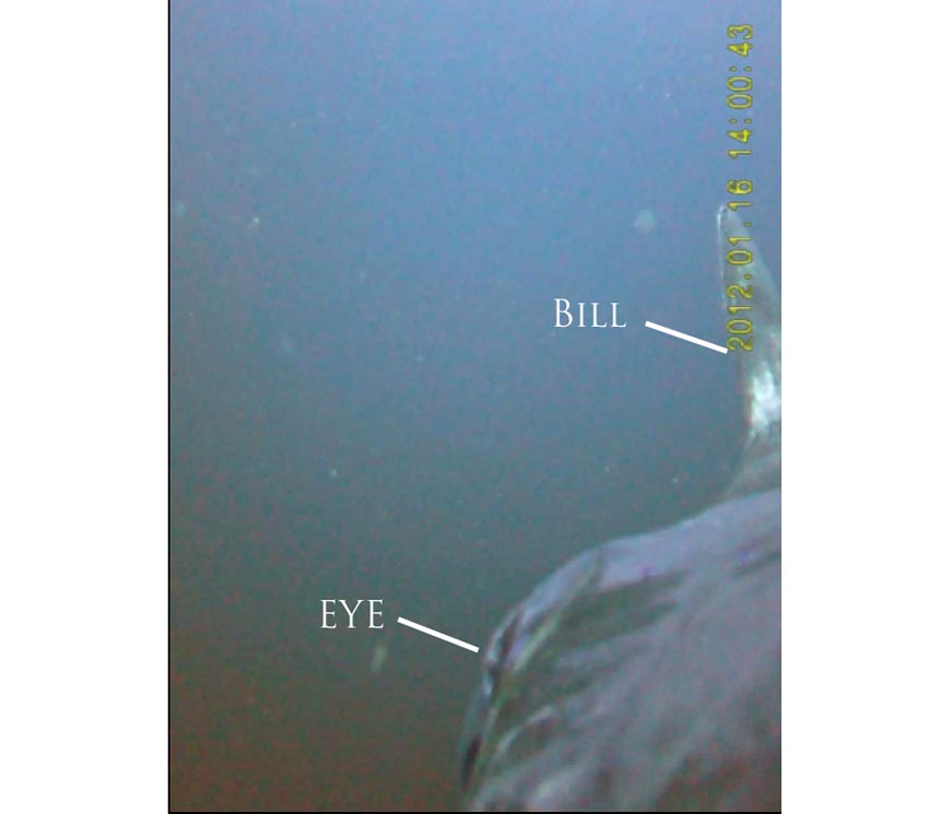 crittercam_black-marlin-camera-view-copy.jpg