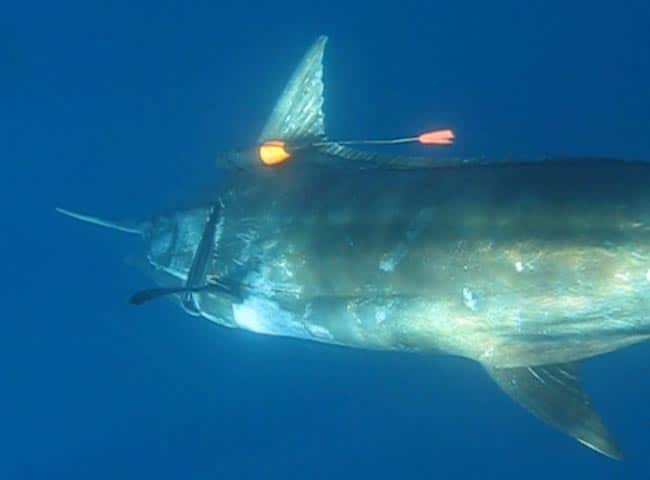 crittercam_crittercam-placement-view.jpg
