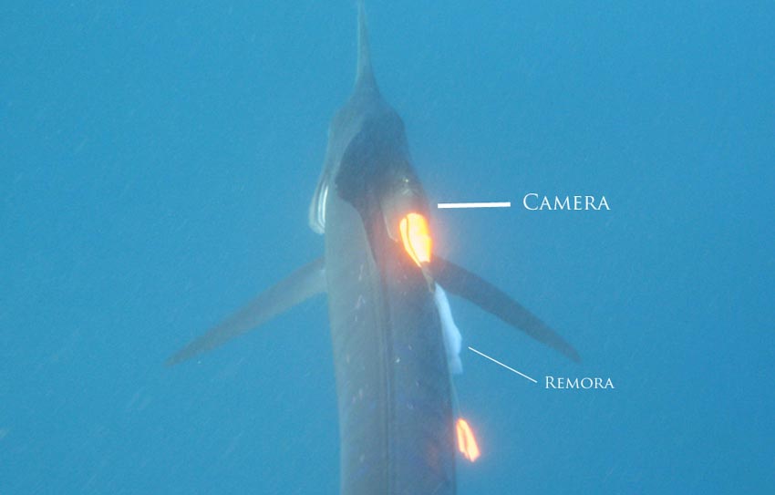 crittercam_striped-marlin-crittercam-placement.jpg