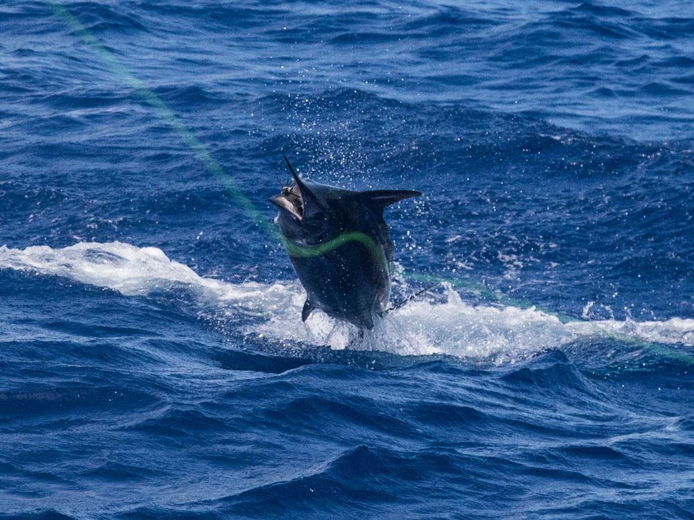 Custom Shootout 2017