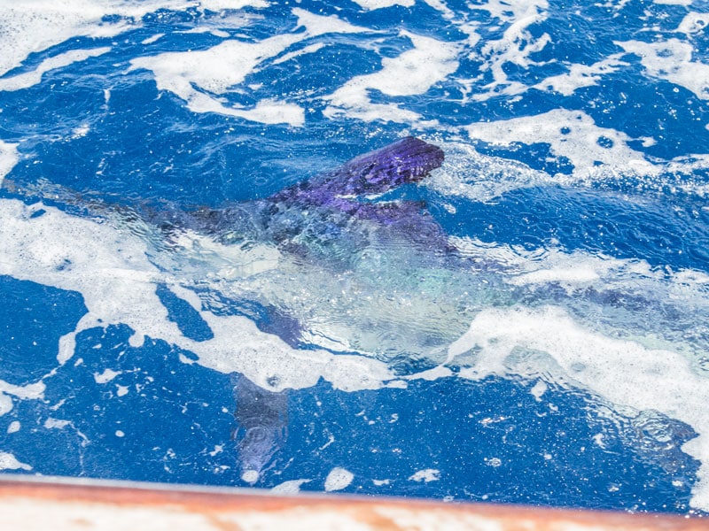 Custom Shootout 2017