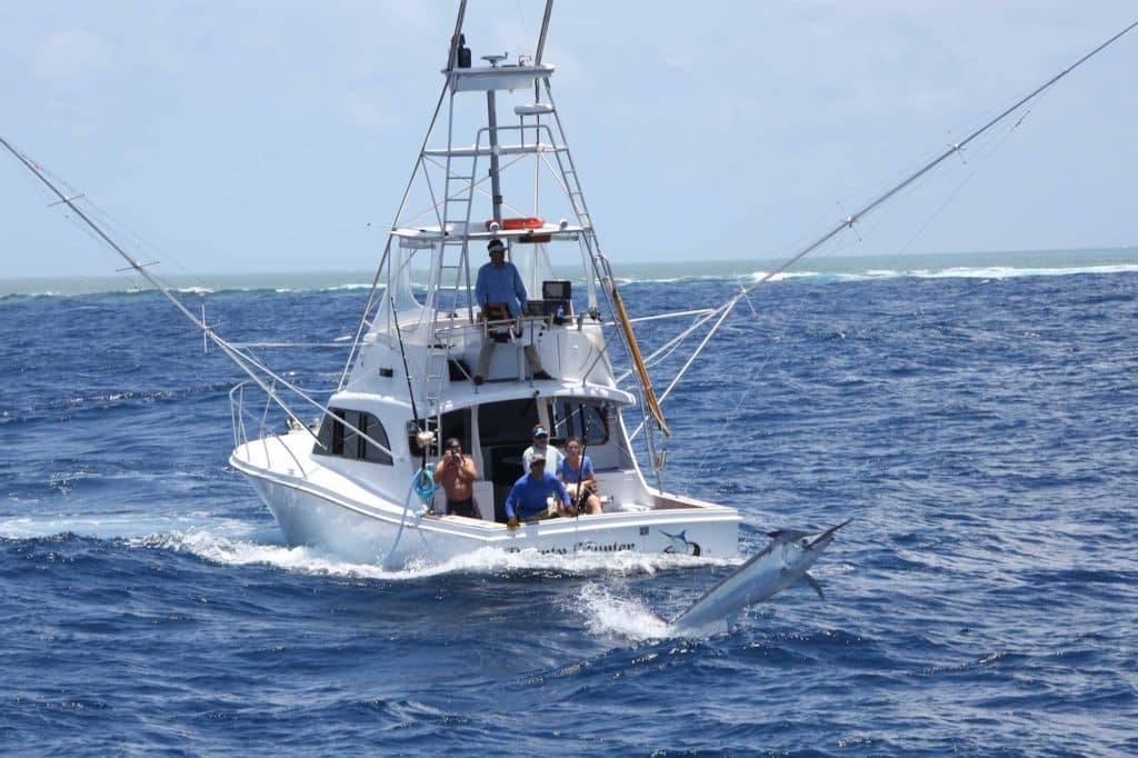 black marlin fishing in Australia