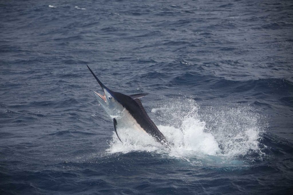 black marlin in Australia