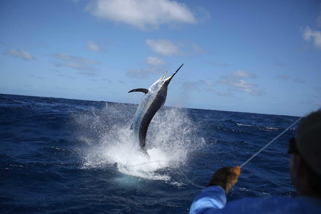 black marlin jump