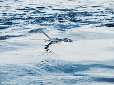 daytime swordfish on the surface