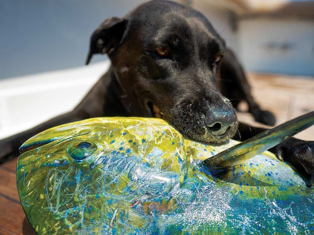 A black lab eating a mahi fish.