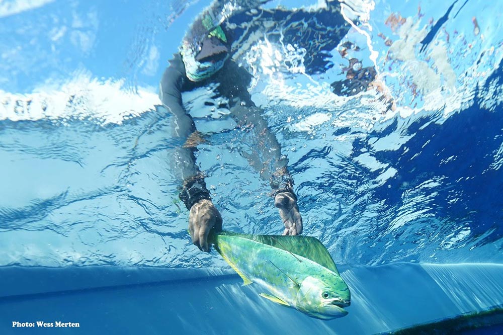 dolphinfish research program tagging