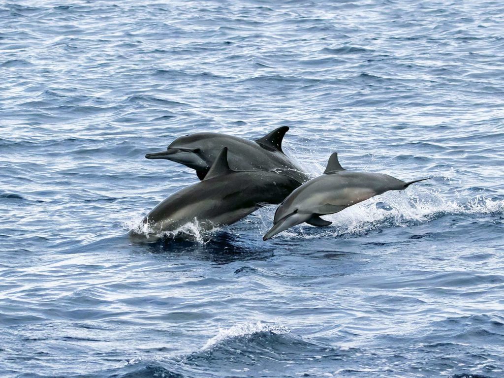 Three dolphins swimming together and jumping out of the water.