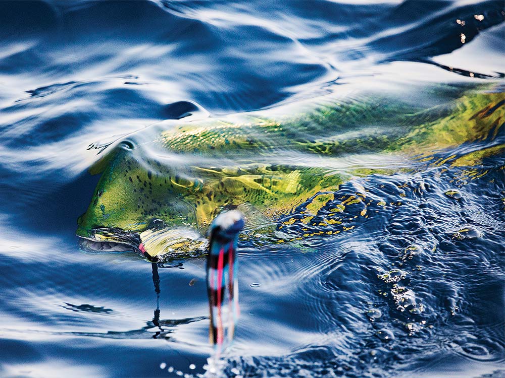 dorado fish panama