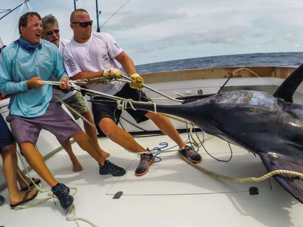 Dreamin On team boats thousand-pound blue marlin in Cape Verde