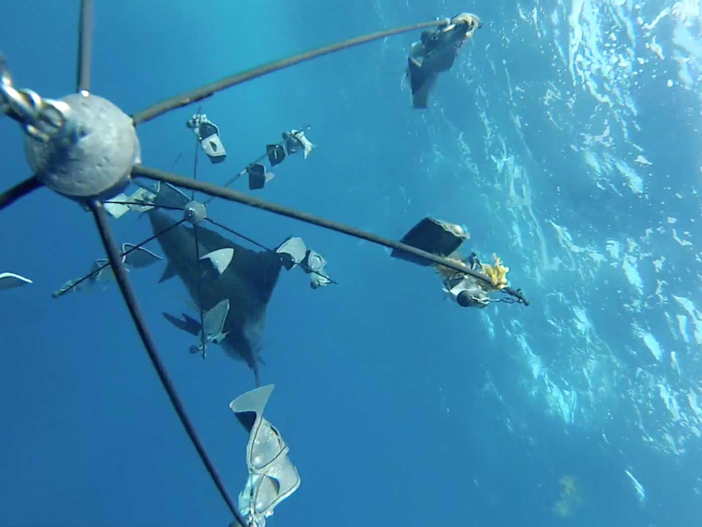 Visions of Granders: Dredge Fishing in Hawaii | Marlin