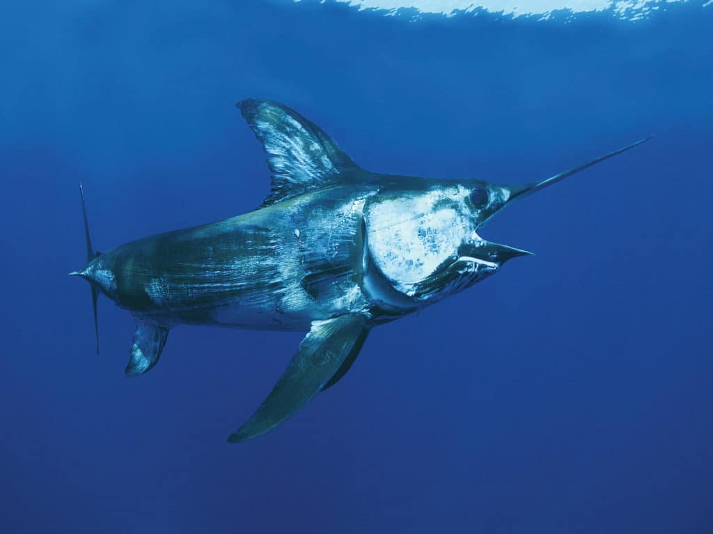 swordfish in California