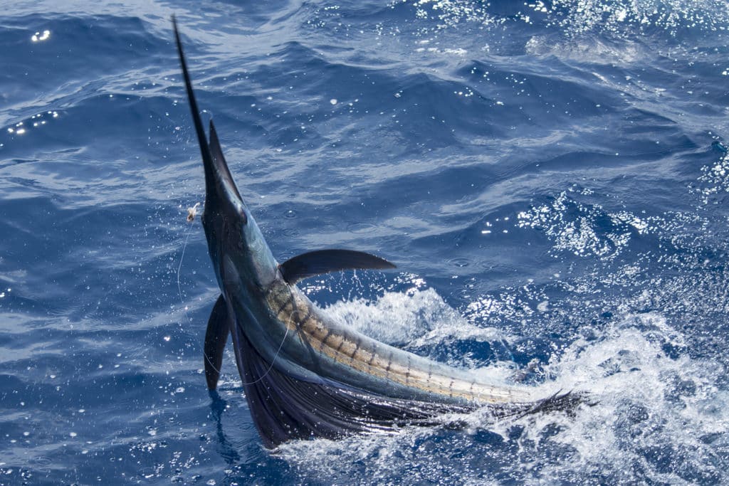 Sailfish Los Suenos