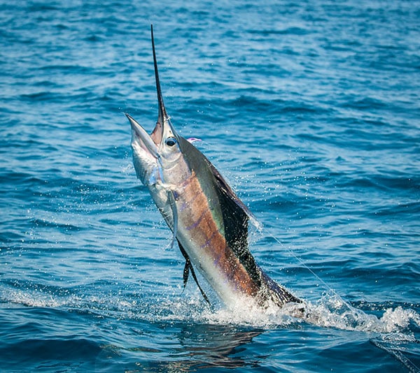 sailfish fishing in Phucket, Thailand