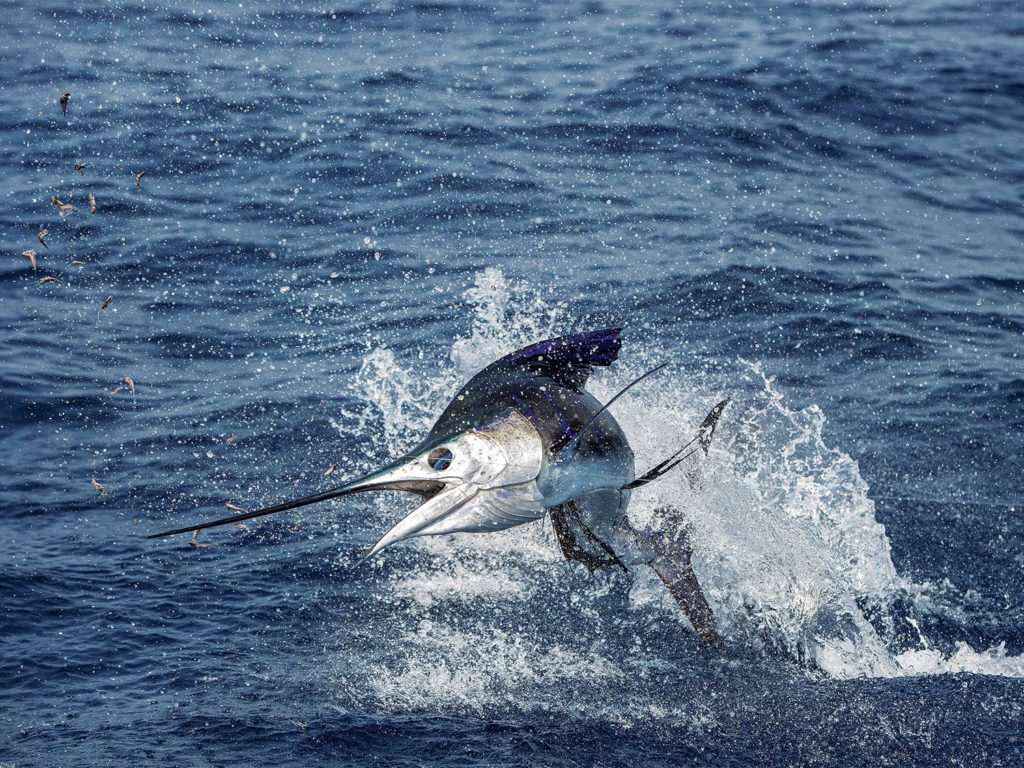 A large marlin leaps out of the water off the coasts of Australia.