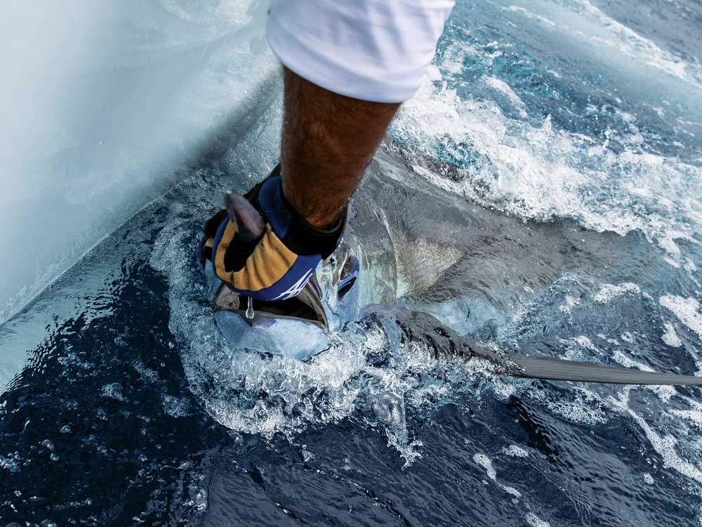 angler grabbing marlin by the bill