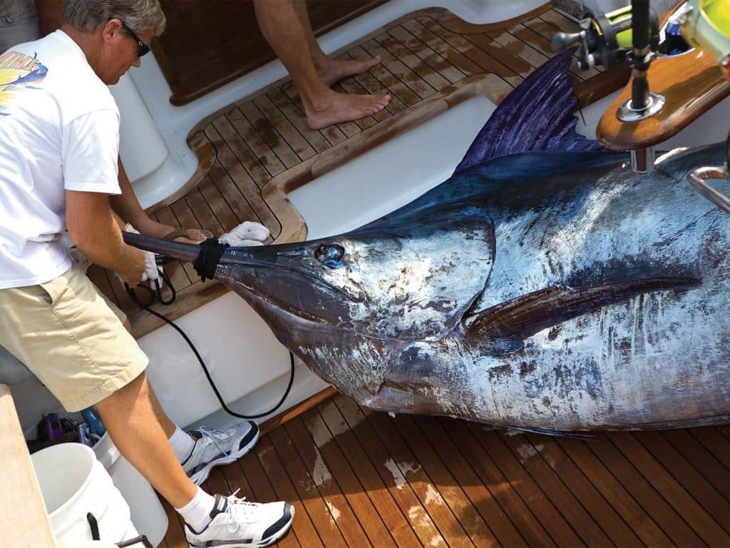 A large blue marlin pulled onto the boat deck by a fishing team.
