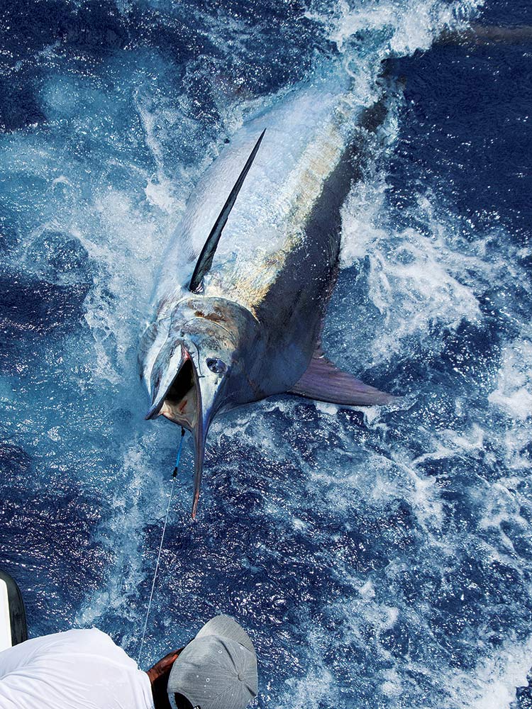 blue marlin beside the boat in kona hawaii