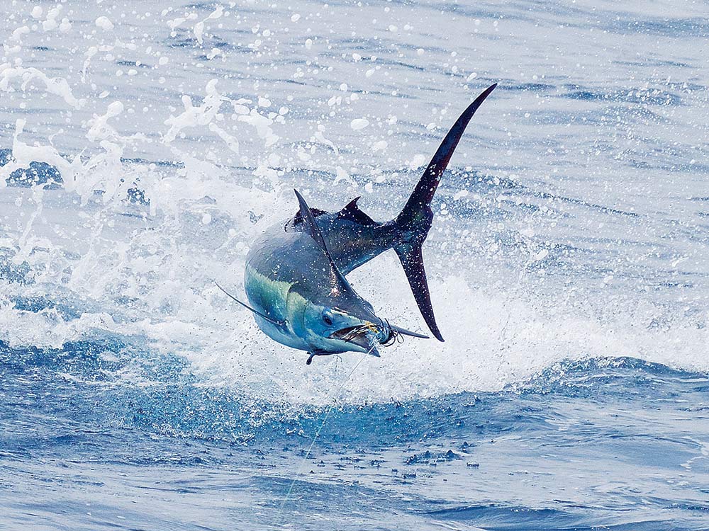 blue marlin jumping off kona hawaii