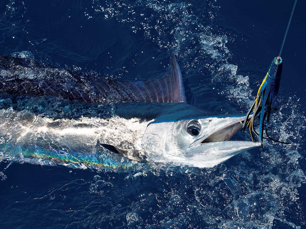 Fishing for Blue Marlin Using Spearfish-Shaped Lures in Hawaii