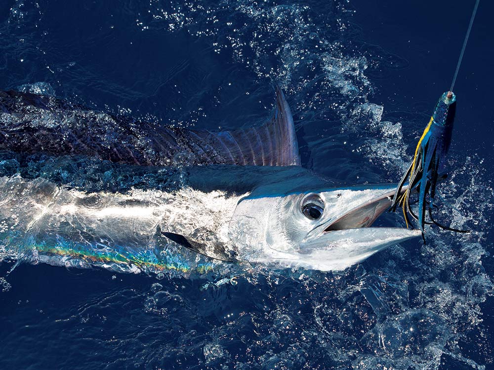 Saltwater Lure Fishing Tips for Sailfish and Marlin