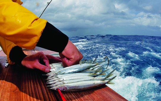 dredge fishing in tournament