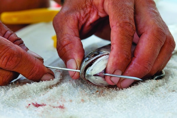 preparing bait for fishing tournament