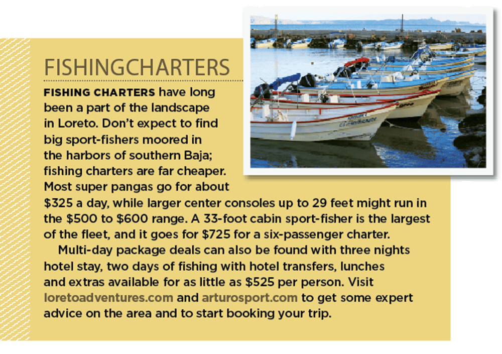 Billfish in Baja