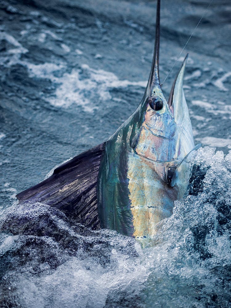 live ballyhoo for sailfish