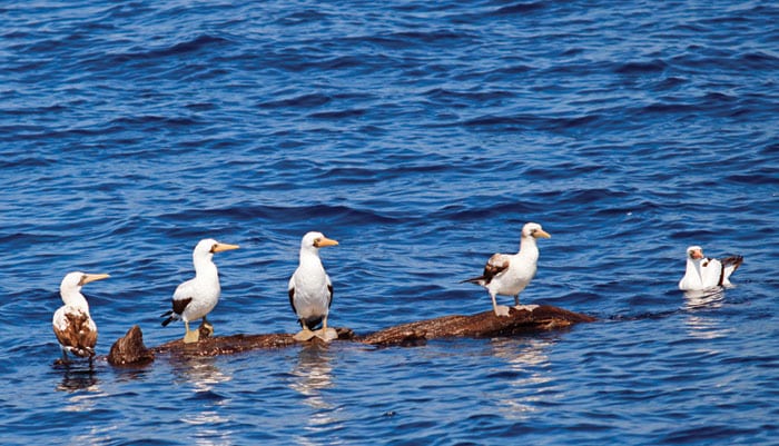 flotsam-birds.jpg