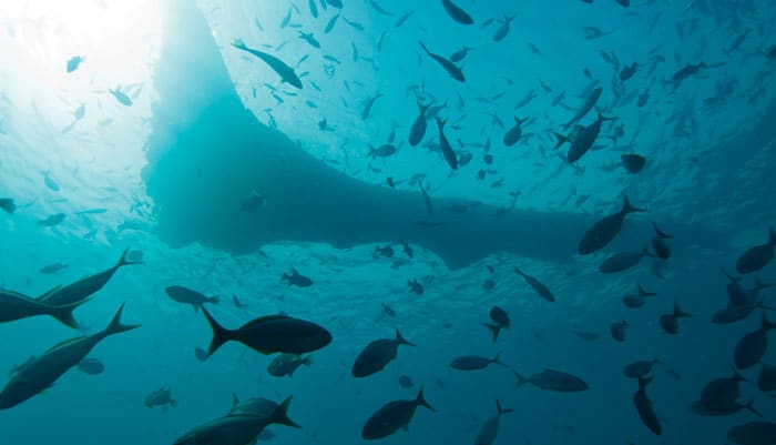 floating debris in ocean