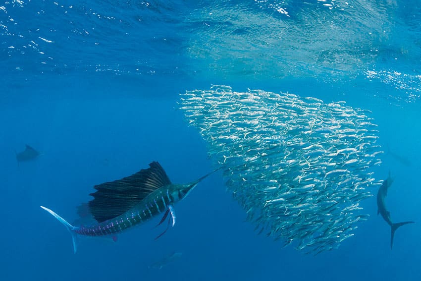 underwater baitball